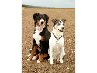 Can Dogs Provide Emotional Support for Each Other?